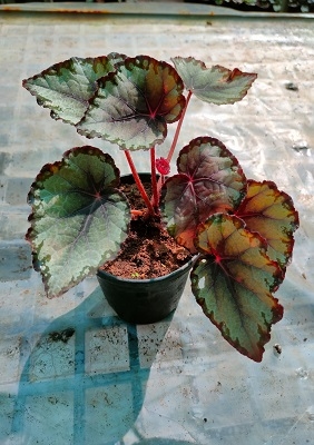 Curated collection Image