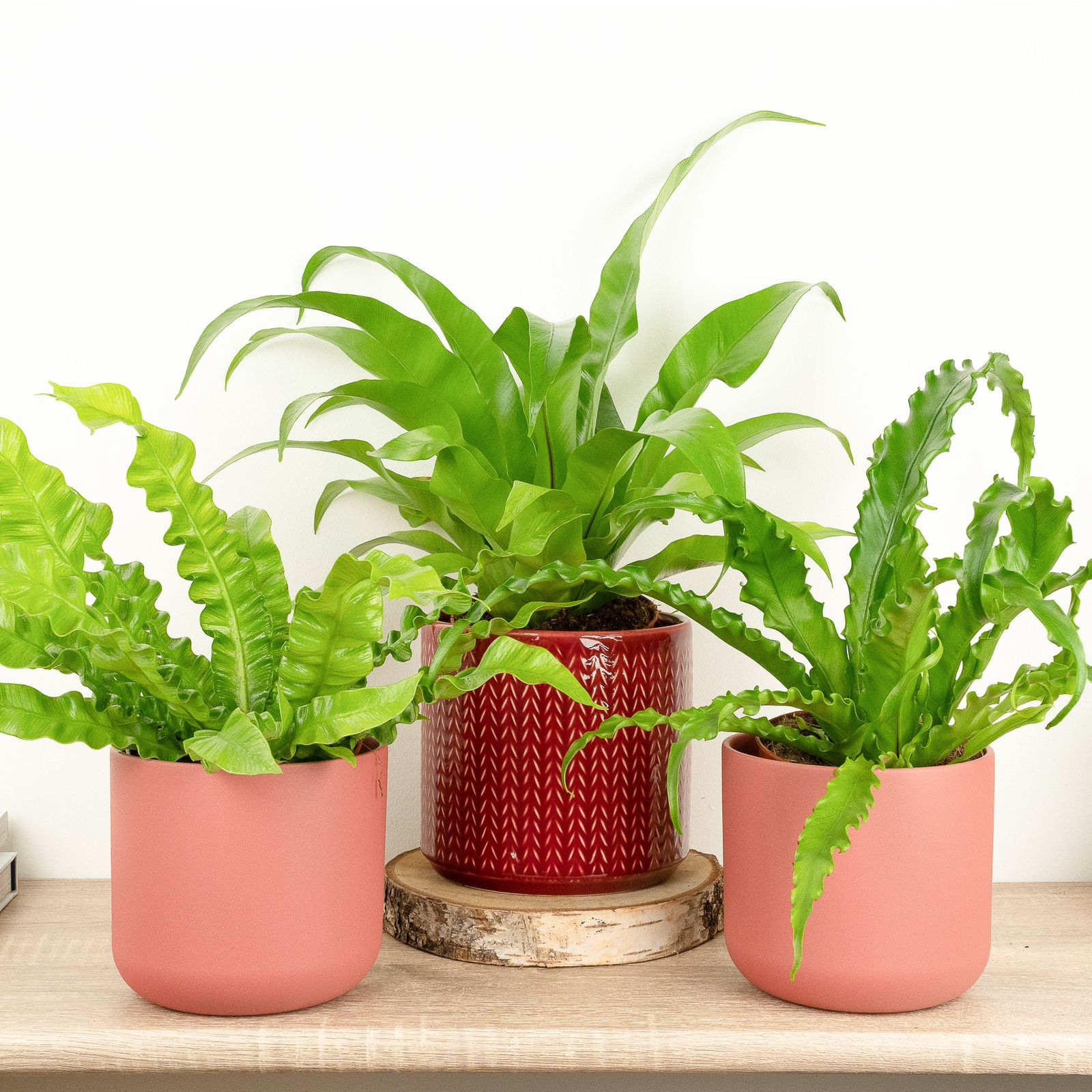 Ferns
